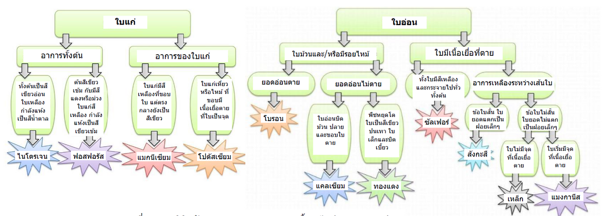 AN 29 Nutrient Fig 6 THAI